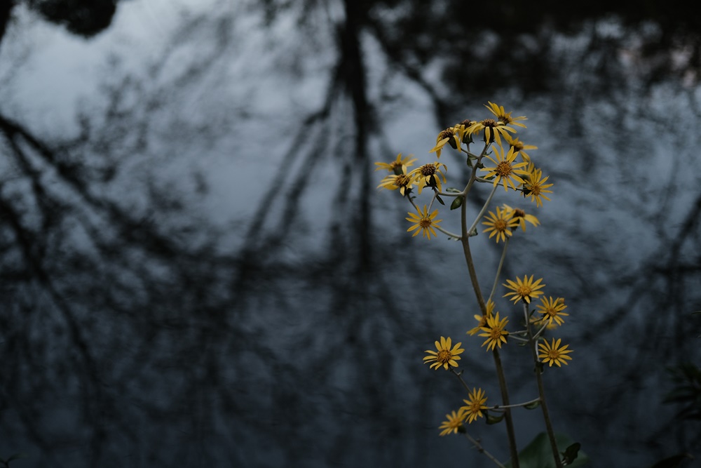 Fujifilm X-T30 เซ็นเซอร์ + ชิปประมวลผลรุ่น4 ทรงประสิทธิภาพจากเรือธง X-T3