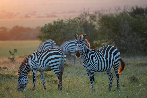 Preview Sony a6600 เรือธงสุดพรีเมี่ยม สำหรับงานวิดีโอระดับมืออาชีพ