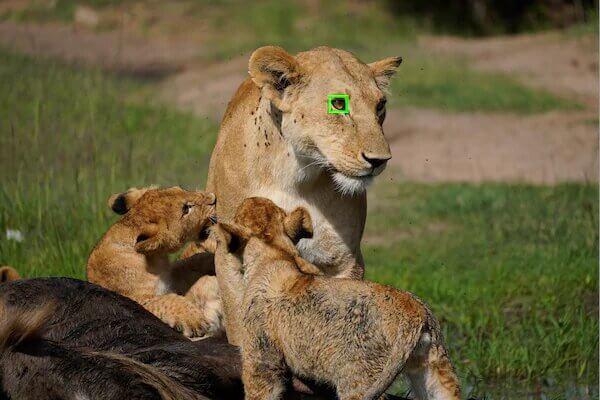 Preview Sony a6600 เรือธงสุดพรีเมี่ยม สำหรับงานวิดีโอระดับมืออาชีพ