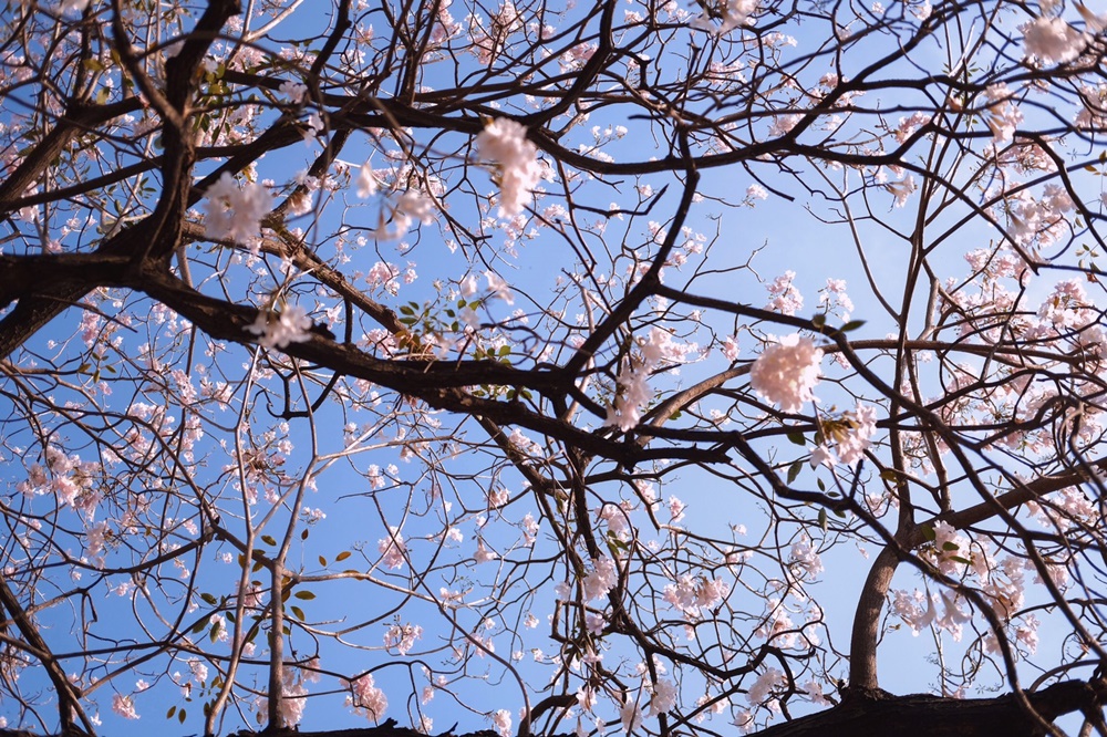 กล้องสไตล์เรโทรฟีเจอร์เด็ด Fujifilm X-T30 ปลดล็อคทุกข้อจำกัดของระบบ Auto Focus