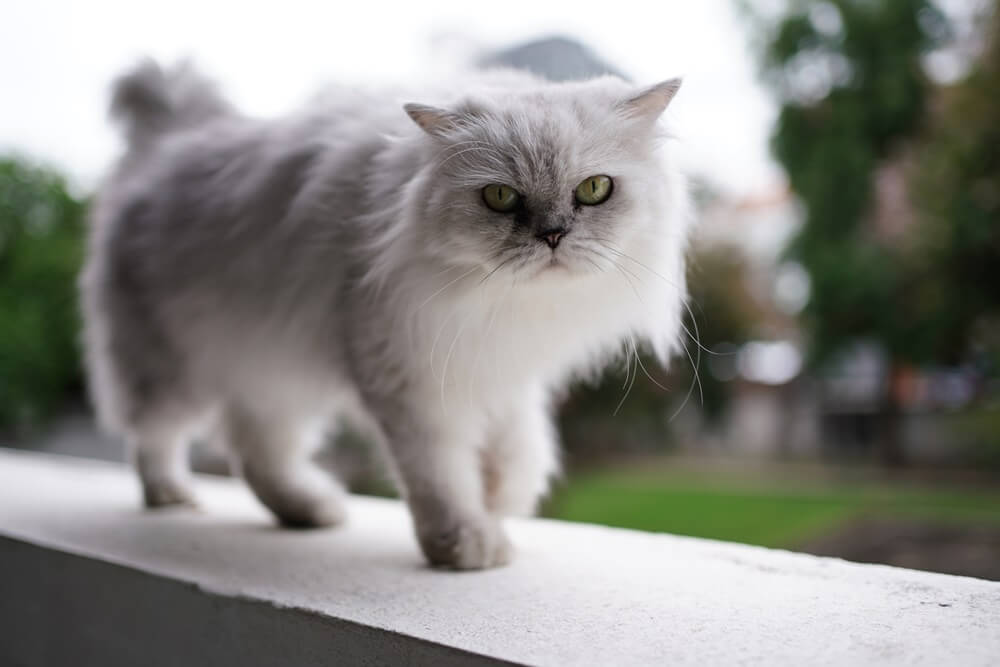 Sony FE 35mm f1.8 เลนส์ไวแสง เบา เล็ก สเปกเหนือราคา