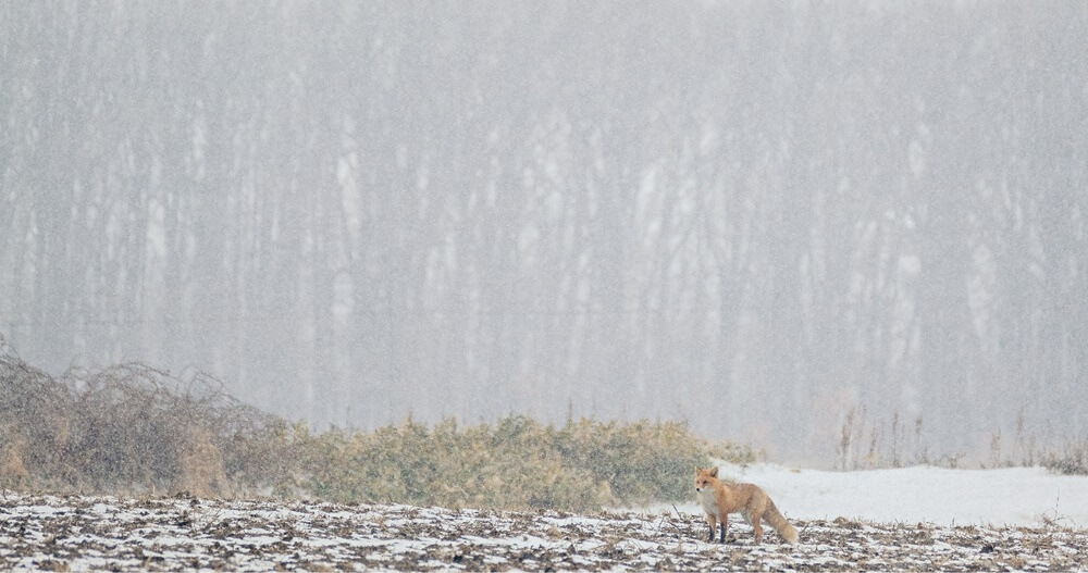 Preview FUJIFILM X-T4 สุดยอดกล้อง Mirrorless สเปคเทพ พร้อมกันสั่น IBIS ถูกใจสาย VDO