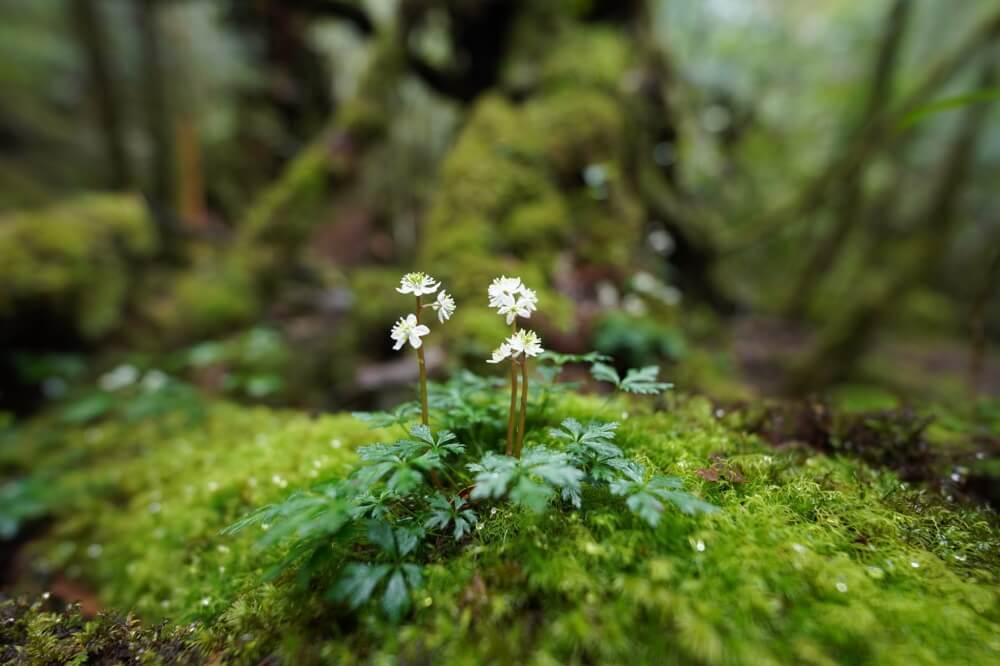 โบเก้ Sony FE 14mm F/1.8 GM