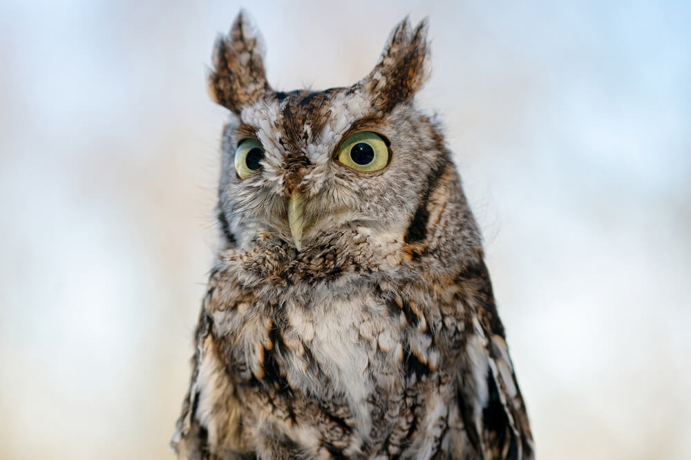 Tamron 150-500mm F/5-6.7 Di III VC VXD