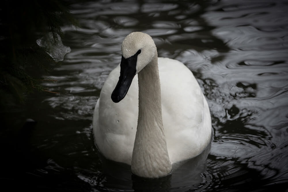Tamron 150-500mm F/5-6.7 Di III VC VXD
