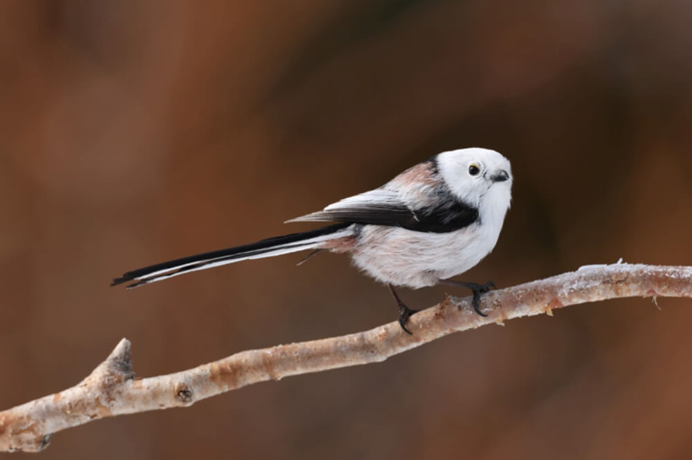 ภาพตัวอย่าง Canon EOS R7