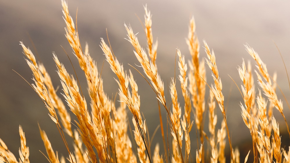 ส่องกล้องใหม่มาแรง Canon EOS RP Full Frame ตัวเล็ก หัวใจแกร่ง สายเที่ยวห้ามพลาด