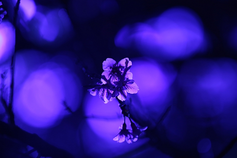 เทศกาลถ่ายดอกไม้ ยังไงให้สวยกว่าตาเห็น