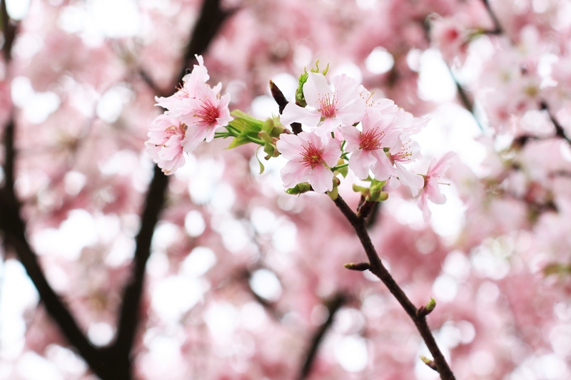 เทศกาลถ่ายดอกไม้ ยังไงให้สวยกว่าตาเห็น