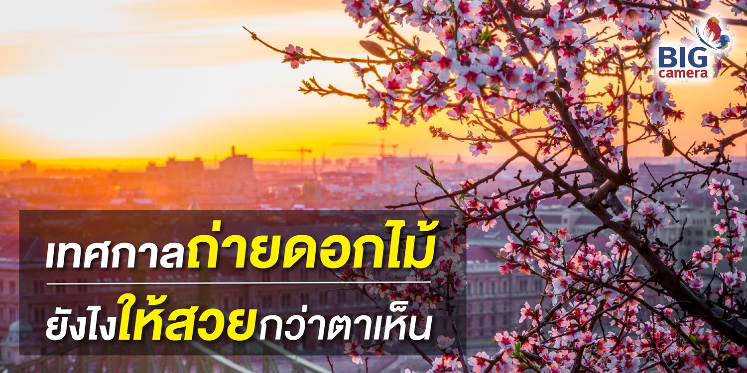 เทศกาลถ่ายดอกไม้ ยังไงให้สวยกว่าตาเห็น